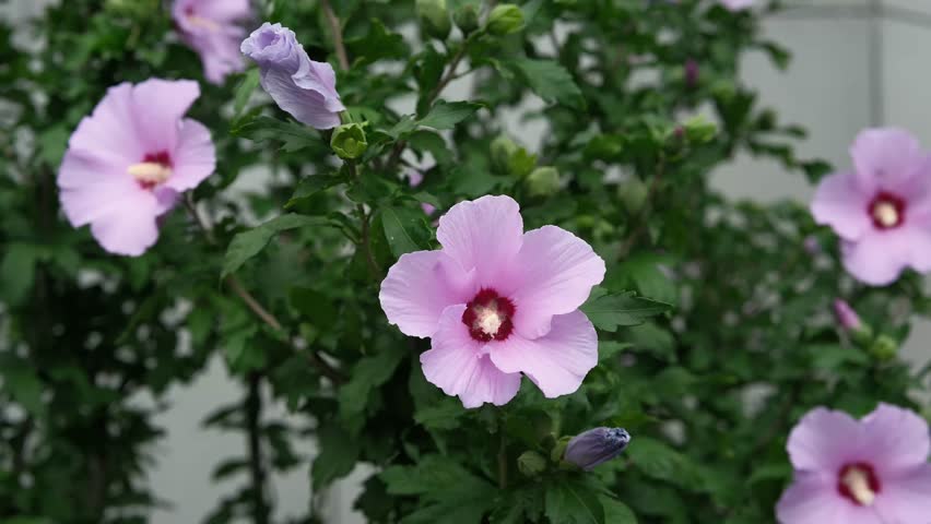 Many delicate pink hibiscus flowers with deep red centers are blooming beautifully on a green bush in a natural outdoor setting.