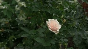 A delicate light pink rose bloom stands gracefully in a vibrant green garden, surrounded by lush foliage. Its soft petals unfold beautifully in natural sunlight. - Powered by Shutterstock - Get 15% off with code: PIKWIZARD15