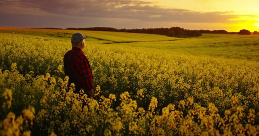 Calmness And Peacefulness, Old Farmer Admiring Beautiful Landscape, Sunset Above Agricultural Fields
