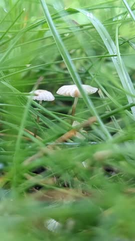 White Mushrooms in the Green Grass Outdoors in a Minnesota Backyard. Small cap and stem fungi with pleated gills.