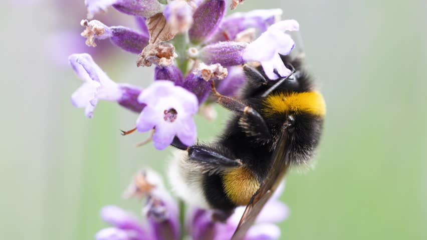 Bumblebees pollinating blooming lavender bush with small flowers in the garden. Bombus terrestris suck nectar from purple Lavandula flower in the meadow