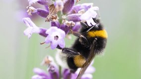 Bumblebees pollinating blooming lavender bush with small flowers in the garden. Bombus terrestris suck nectar from purple Lavandula flower in the meadow - Powered by Shutterstock - Get 15% off with code: PIKWIZARD15