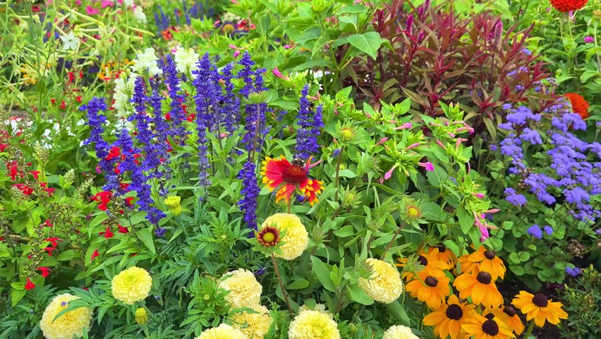 Huge bumblebee on multi-colored flower bed in the park. Lots of beautiful summer flowers. Vibrant mix of blooming flowers in a lush garden. Multicolor blooming front garden. Outdoor summer gardening.