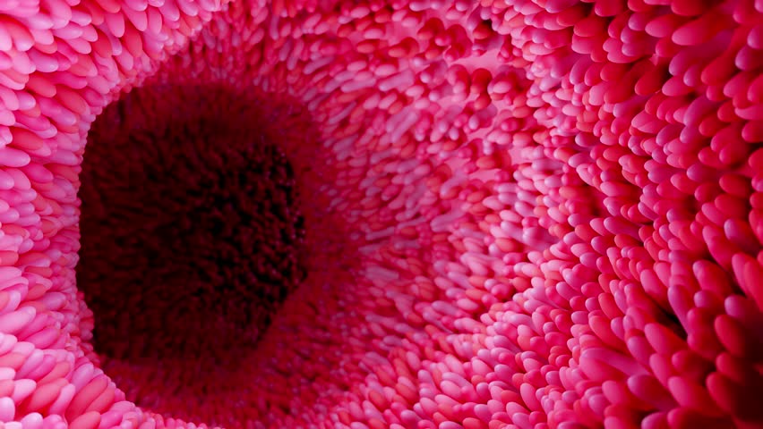 Model of the small intestine in the human body. Microvilli on the surface of digestive system or intestinal tract. anatomy, biology, science, medicine, medical and healthcare concepts. 3D rendering.