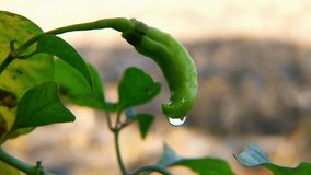Macro footage of water droplets on the tip of fresh green chili, showing close-up detail, chili skin texture, natural mood, and refreshing light reflections on the chili surface. - Powered by Shutterstock - Get 15% off with code: PIKWIZARD15