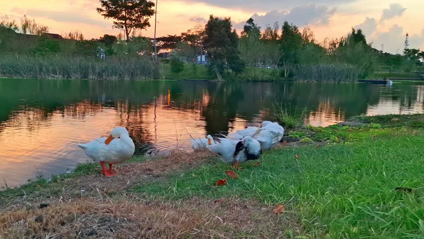 A group of ducks are cleaning themselves on the edge of the lake after swimming, at dusk.