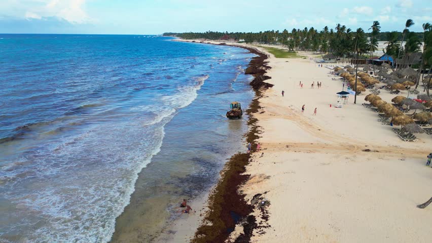 Tractor Cleaning Sargassum Seaweed from Tourist Beach. Aerial view
