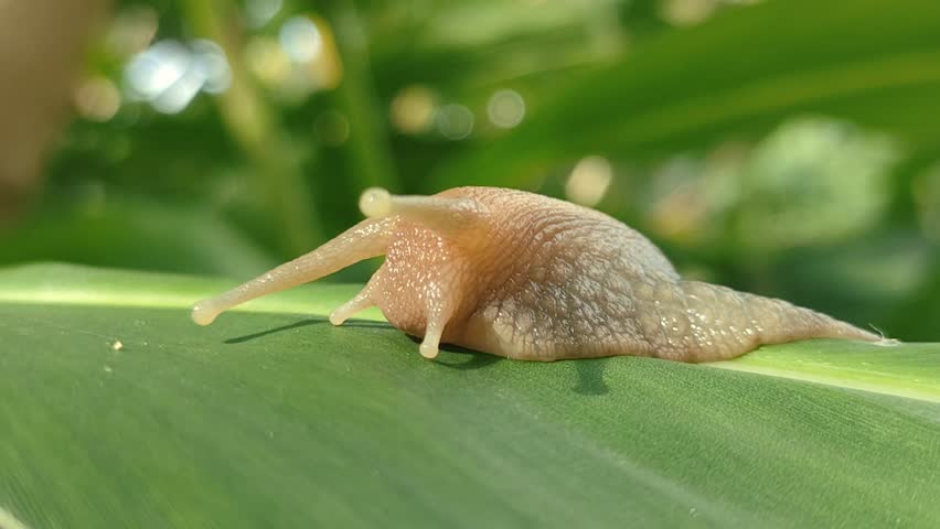 A single snail explores the surface of a galangal leaf under dappled sunlight in nature.