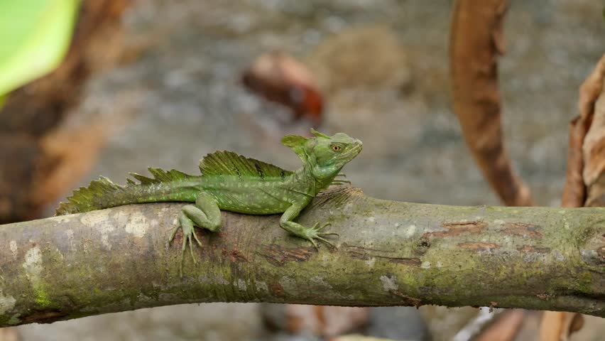 Green basilisk lizard resting on a tree branch in tropical forest