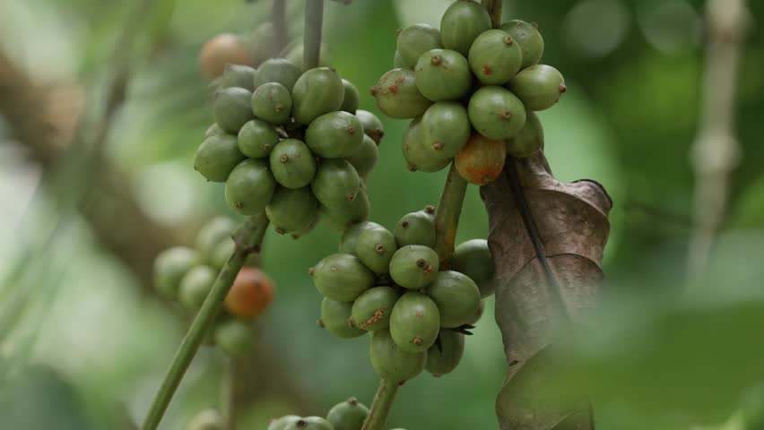 Green coffee beans on plant in Costa Rica