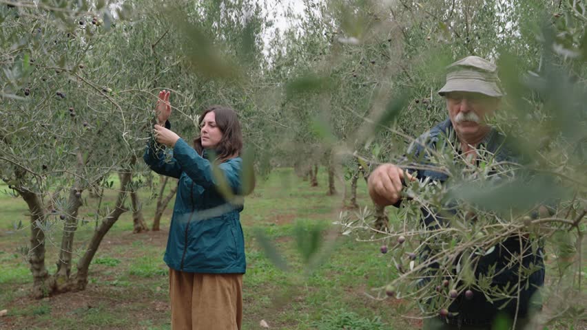 A Woman And An Aged Man Harvesting In The Olive Groves. Slow Motion Shot
