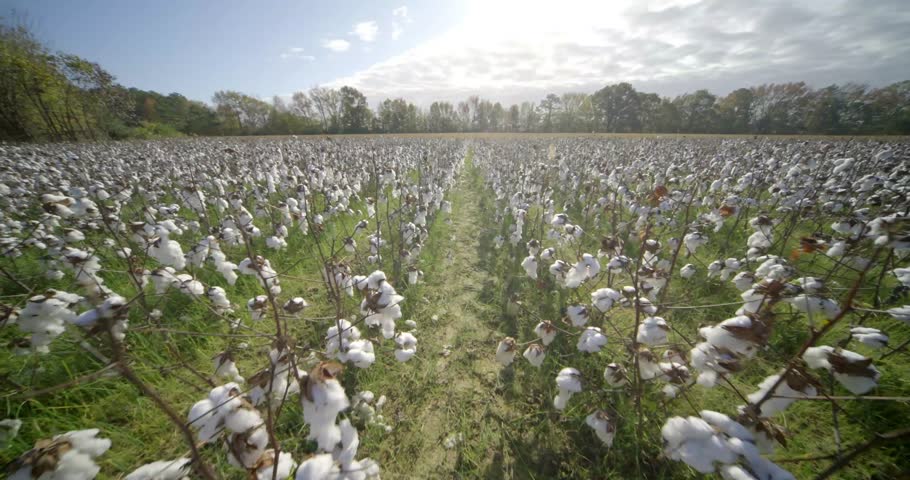 Cotton Field on a Rural Farm in Alabama, USA – Scenic Agricultural Landscape in the American Countryside