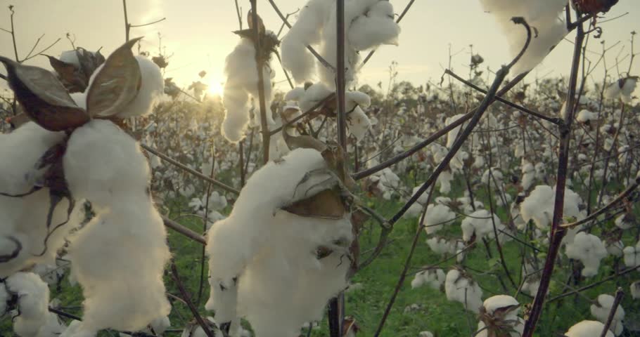 Vast Cotton Fields on Alabama Farm in the USA – Agricultural Landscape for Textile and Clothing Production