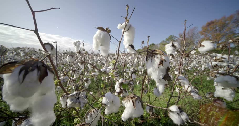 Sunlit Cotton Fields in Alabama, USA – Scenic Agricultural Landscape in the Rural Countryside

