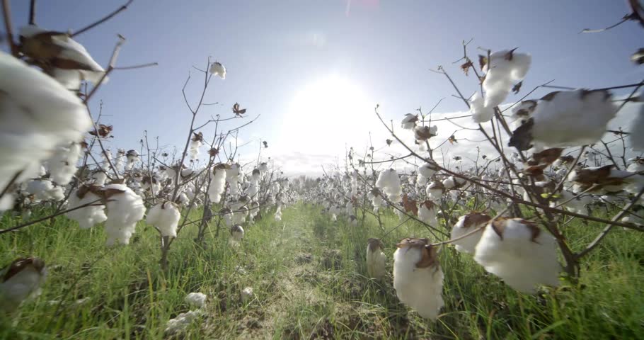 Sunlit Cotton Fields in Alabama, USA – Scenic Agricultural Landscape in the Rural Countryside


