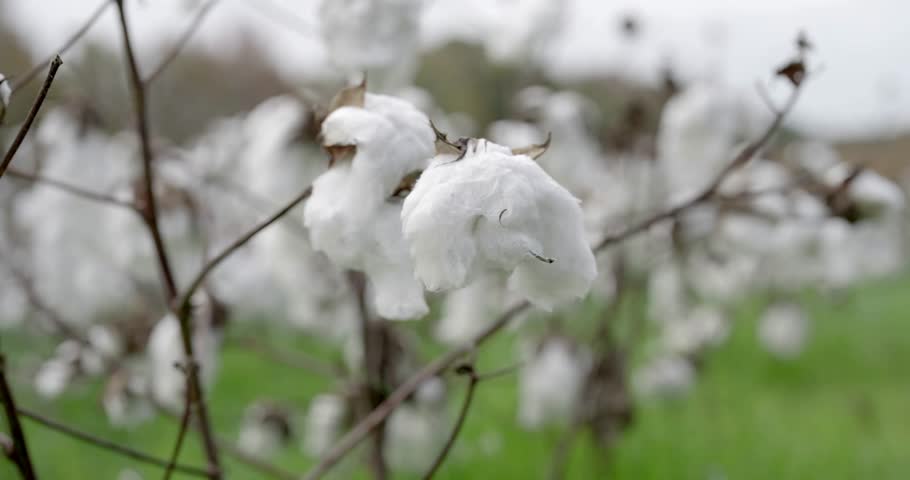 Cloudy Sky Over Cotton Fields in Alabama, USA – Rural Agricultural Landscape in the Southern Countryside