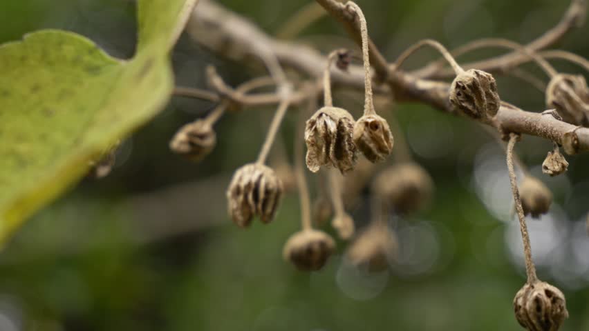 Dried Seed Pods Of A Plant In Bokeh Backdrop. Selective Focus Shot