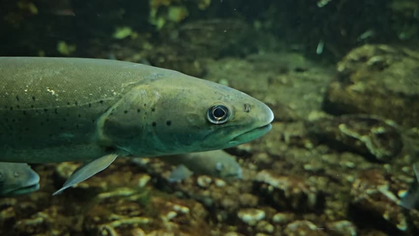 Underwater Beauty: Small Trout Floating | 4K Resolution