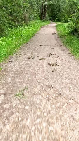 POV motion through forest trail shows dynamic forward movement over gravel path. Background shifts rapidly, lined with lush summer greenery and tall trees.