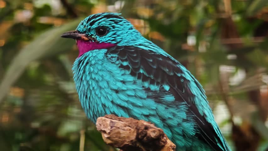 Stunning View of Tropical Spangled Cotinga Bird | 4K Resolution