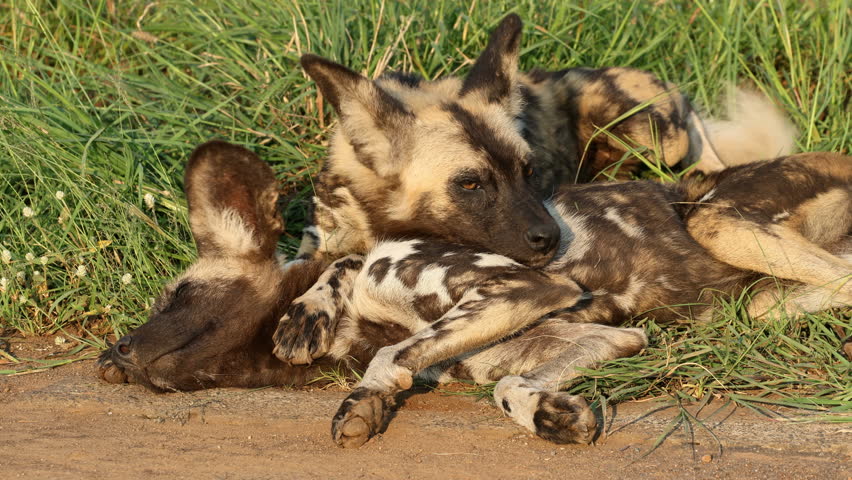 A pair of African wild dogs or painted hunting dogs (Lycaon pictus) resting in natural habitat, Madikwe game reserve, South Africa
