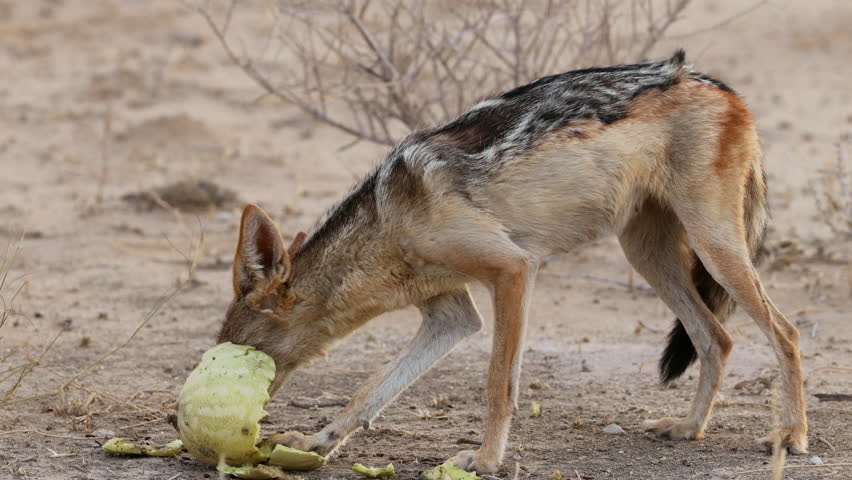 A black-backed jackal (Canis mesomelas) eating a tsamma melon, Kalahari desert, South Africa
