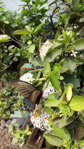 I tried to capture the moment when a butterfly landed on a flower