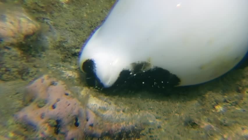 Watch as a curious seal explores the bottom of its habitat at the Aquarium of Pacific in Long Beach. It is filmed during the daytime while it is sniffing around.