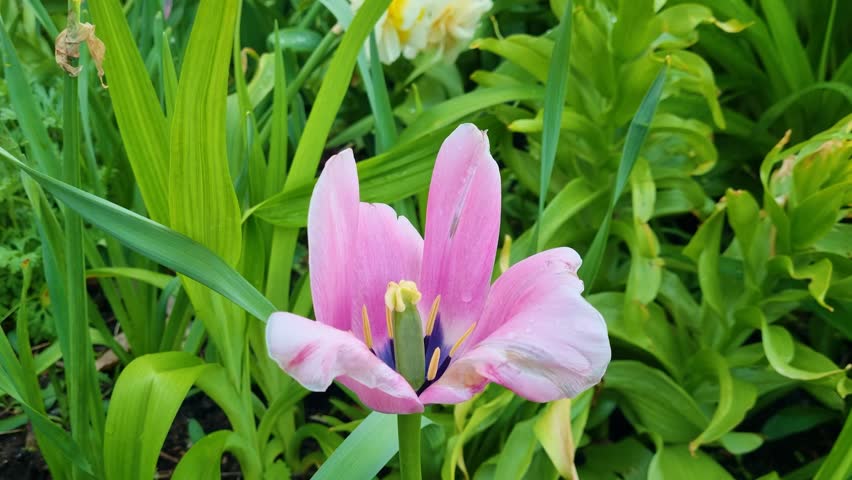Close-up of a vibrant Tulipa 'Danique' swaying gently in the fresh Scandinavian spring air