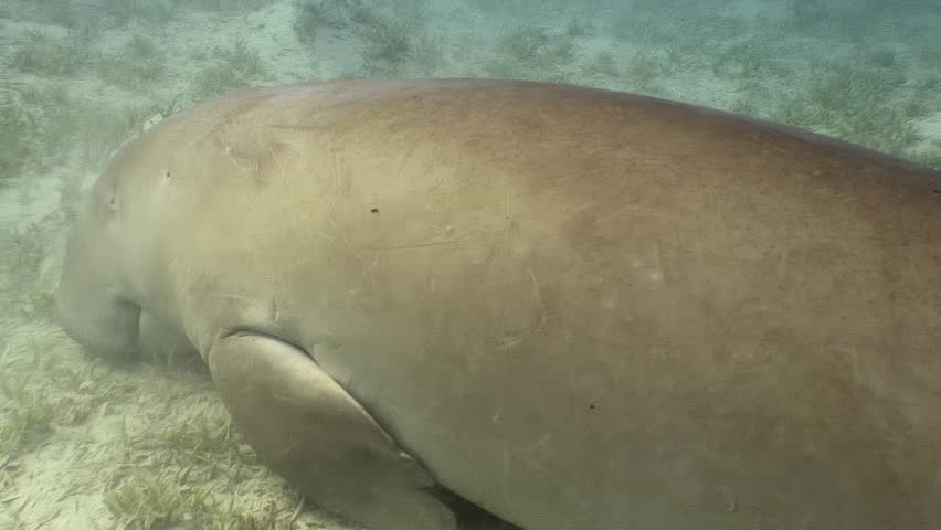 Observe a dugong gracefully feeding on seagrass in the clear, shallow waters. Morning light illuminates this gentle giant as it navigates its underwater habitat in the Red Sea.