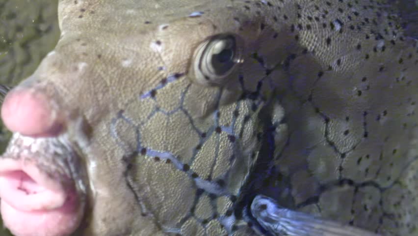 A magnificent Thornback Boxfish swims into view during the early morning near the coral reefs of the Red Sea. Notice the unique skin texture and the expressive eyes.
