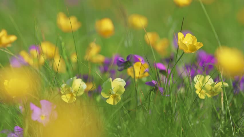 Shallow DOF shot of wild alpine flowers. Summer alpine green flora background. Colorful wildflowers in full bloom during spring swaying in the wind 