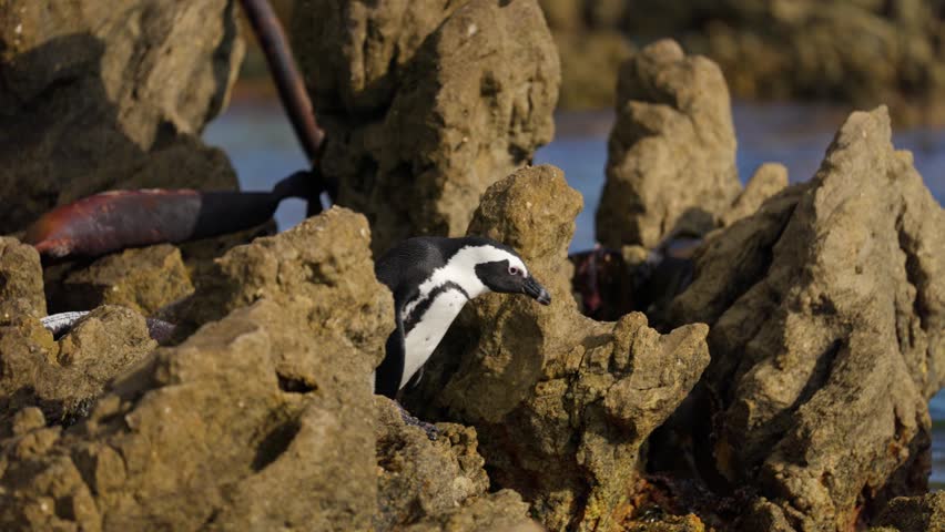 Penguin on rocks by the sea at Betty