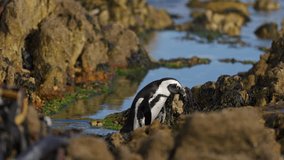 A penguin walks and jumps across the rocks in Betty's Bay, near Cape Town. The shot follows its movement with the sea and algae-covered rocks in the background. - Powered by Shutterstock - Get 15% off with code: PIKWIZARD15