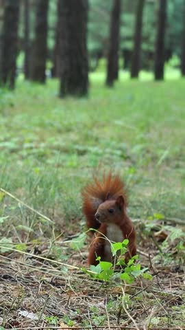 Energetic red squirrel climbs up wooden post with black container in natural forest setting moving from ground level to elevated position showing curious exploration behavior