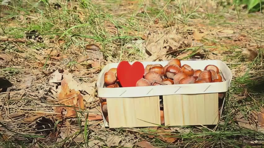 Red squirrel approaches and feeds from wooden container decorated with red heart filled with various nuts creating charming Valentine wildlife feeding moment