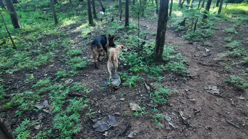 A German Shepherd dog walking through a lush green forest trail in the morning sunlight. Captures the essence of adventure, exploration, and a pet enjoying nature.