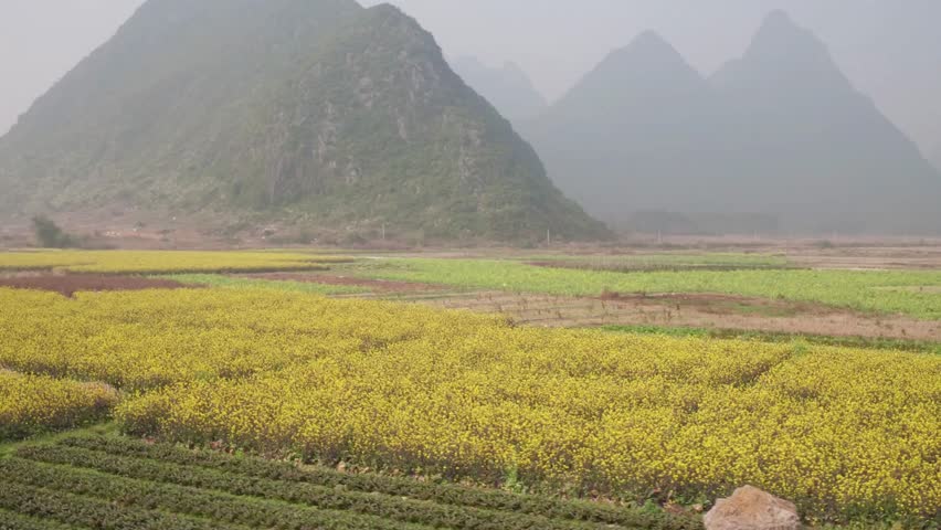 Scenic view of yellow flower field with mountain range in the background