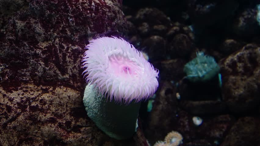 A radiant Urticina crassicornis sea anemone with pale tentacles and a pink oral disc extends from a rocky reef wall in cold water.