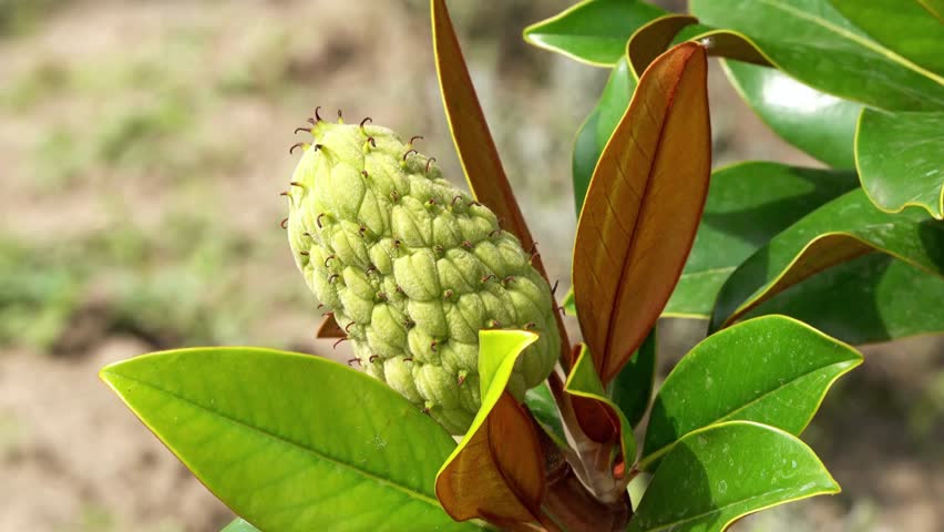 Close up of a magnolia tree seed pod with green leaves in the garden