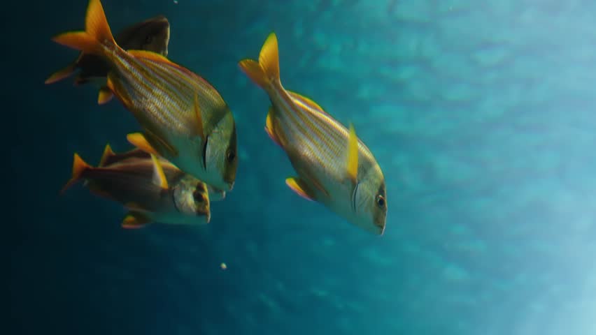 A small group of French grunts (Haemulon flavolineatum) with yellow stripes glides through clear water, reflecting sunlight as they swim.