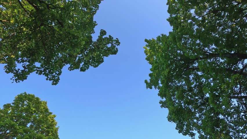 Upward camera angle transitions from tree canopy to open sky above forest lake, showing shifting blue tones and still landscape. Captured in calm evening light.