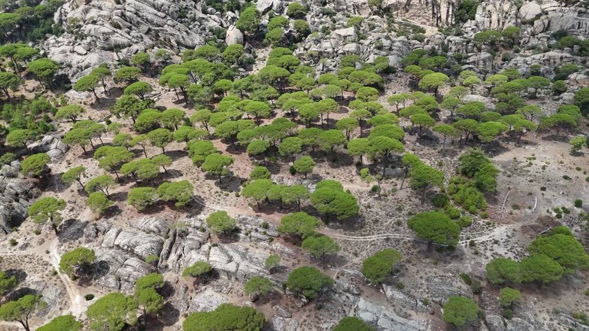Aerial View of Pine Trees in a Rugged Mountain Landscape	