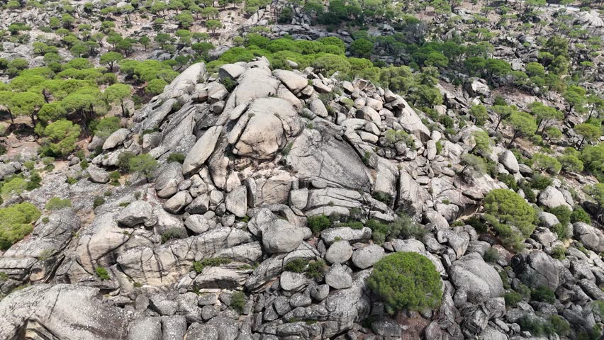 Aerial View of Pine Trees in a Rugged Mountain Landscape	