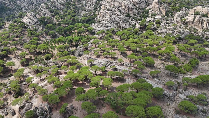 Aerial View of Pine Trees in a Rugged Mountain Landscape	