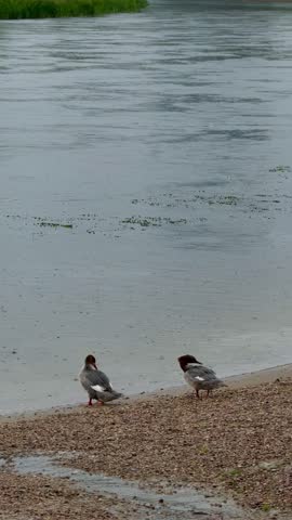 Two mallard ducks stand on the shore of a calm lake, surrounded by gentle ripples and lush green grass in the background on a tranquil overcast day
