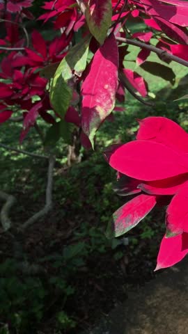 The beauty of the poinsettia plant, kastuba or euphorbia pulcherrima with its beautiful dark red leaves