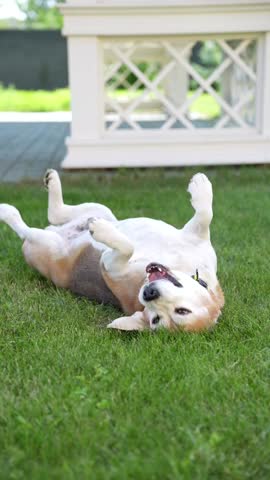 Playful senior beagle lies on its back, joyfully rolling on green lawn near a white gazebo on a sunny day.

