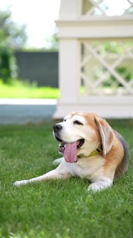 An old beagle dog lies on green grass, panting from the summer heat near a white garden structure in the backyard.

