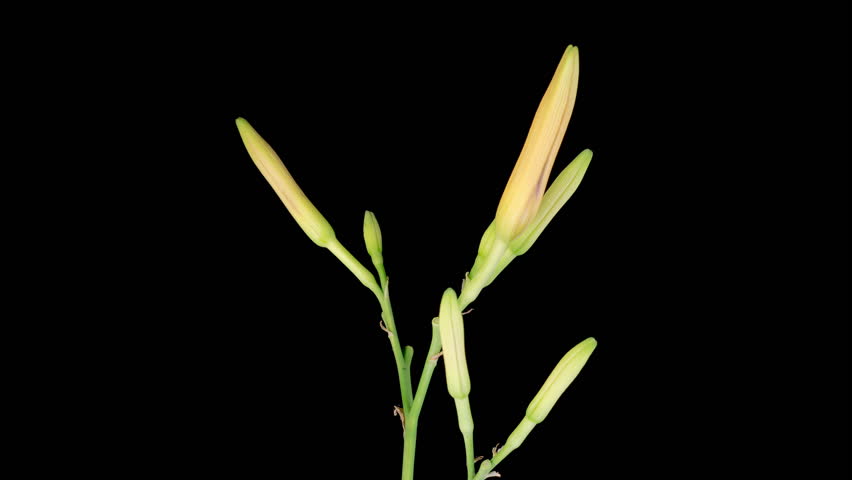 Orange Lily Blossoms. Time Lapse of Opening Beautiful Orange Lily Flowers. Black Background. 4K.
